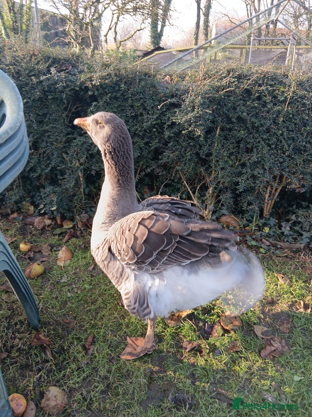 Geese poultry for sale: Exhibition Dewlap Toulouse gander  - Advert 3