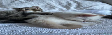 Ragdoll 4