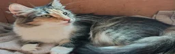 Norwegian Forest Cat cats for sale: Beautiful Norwegian Forest Kittens  - Advert 2