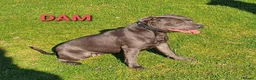 Staffordshire Bull Terrier dogs for sale: Show Quality Champions bloodline staffy puppies  - Advert 7