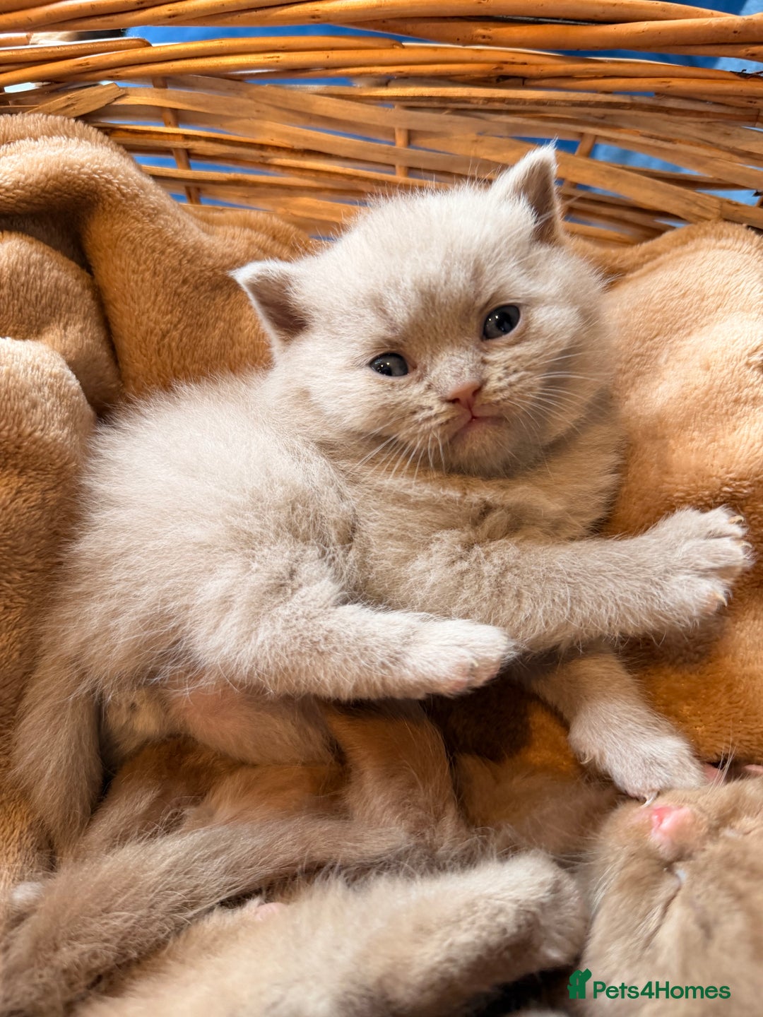 British Shorthair cats for sale: Cinnamon British shorthair kittens - Advert 15