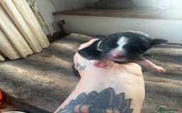 Mixed Breed dogs for sale: Pups for sale  - Image 19