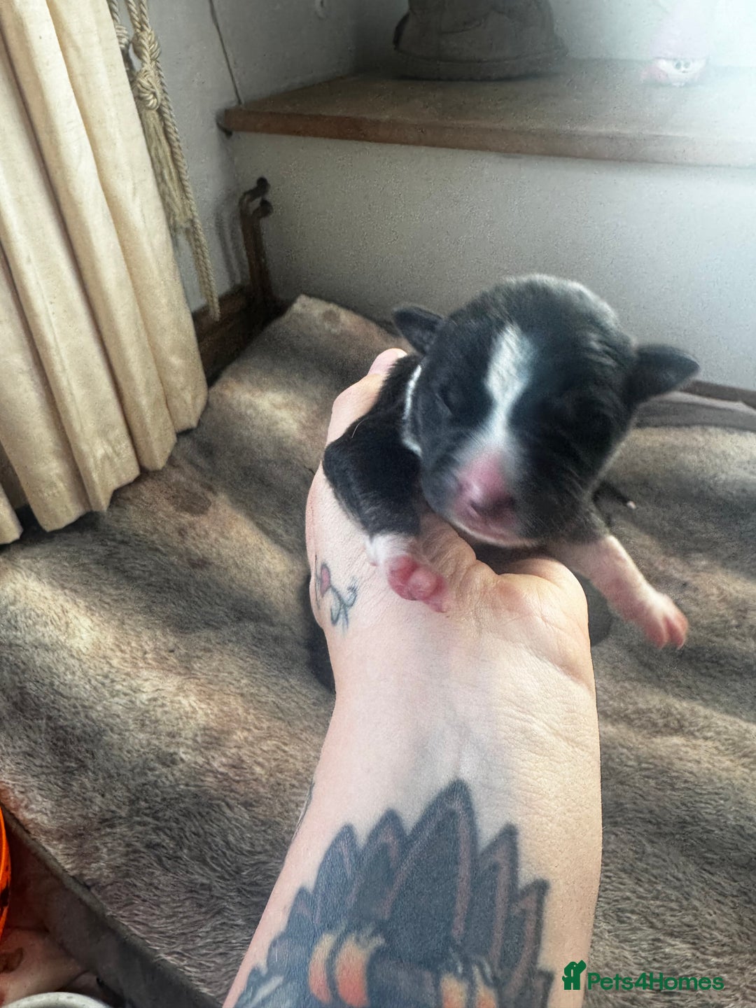 Mixed Breed dogs for sale: Pups for sale  - Image 19