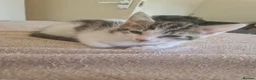 Mixed Breed cats for sale: Kittens for sale  in South Croydon - Advert 2