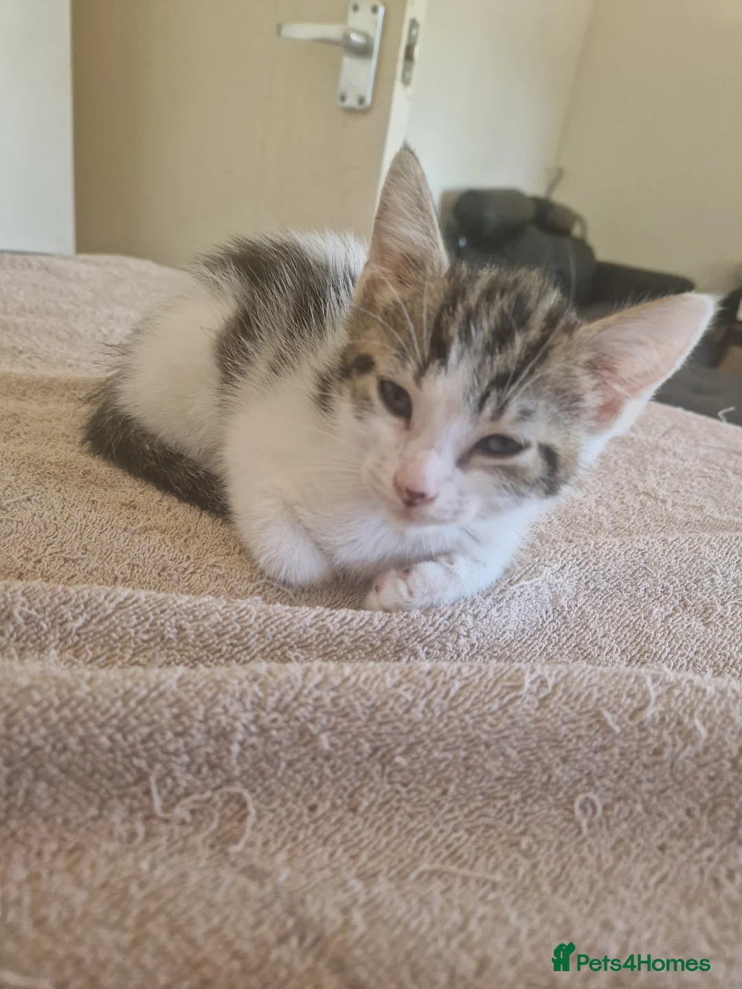 Mixed Breed cats for sale: Kittens for sale  in South Croydon - Advert 2