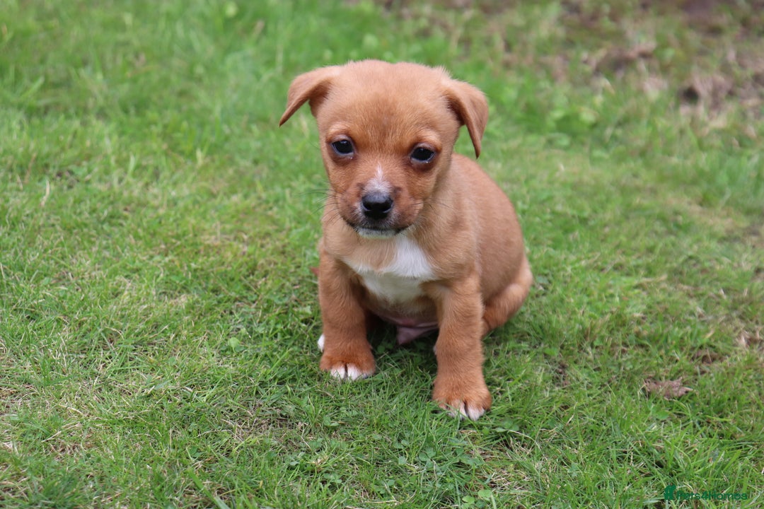 Jack Russell dogs for sale: Beautiful Jack Russell Puppies - Image 20