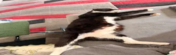 Mixed Breed cats for sale: 6 lovely kittens ready for their new homes - Advert 2