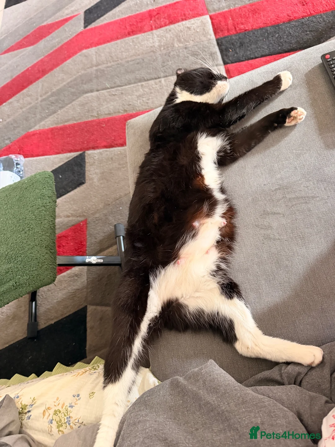 Mixed Breed cats for sale: 6 lovely kittens ready for their new homes - Advert 2