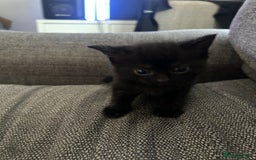 Mixed Breed cats for sale: Mixed breed kittens  - Image 6