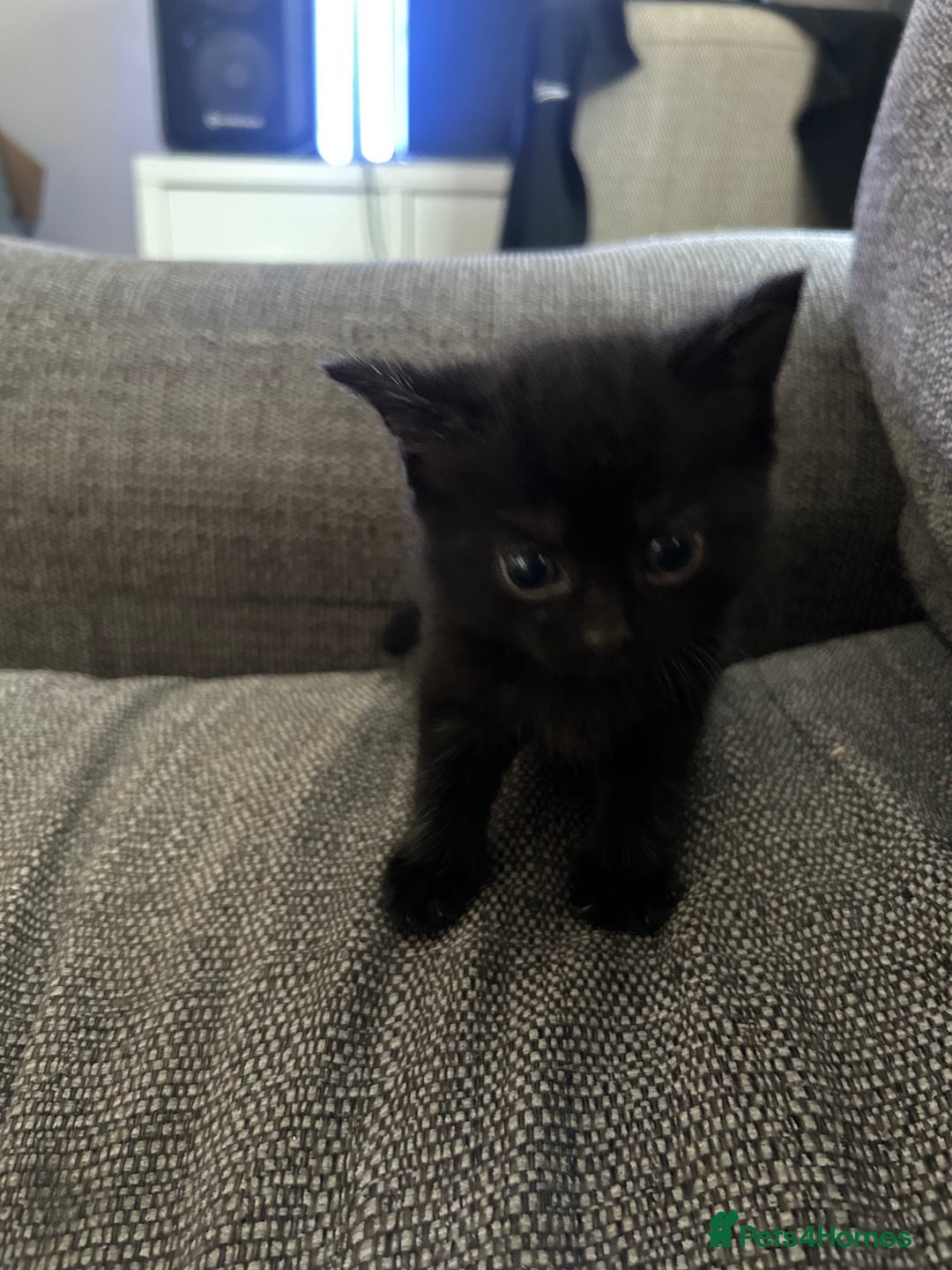 Mixed Breed cats for sale: Mixed breed kittens  - Image 6