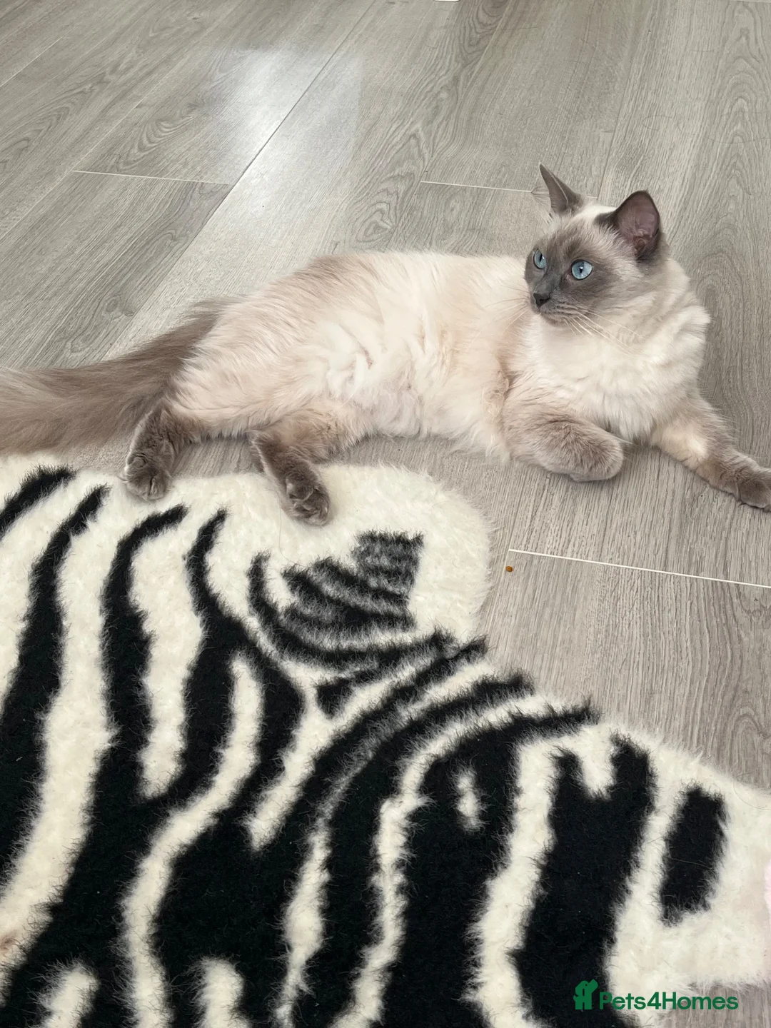 Ragdoll cats for sale: 🐾 Beautiful Ragdoll Kittens – Ready to Leave 🐾 - Advert 13