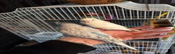 Budgerigars birds for sale: Hand tame budgies  - Advert 1