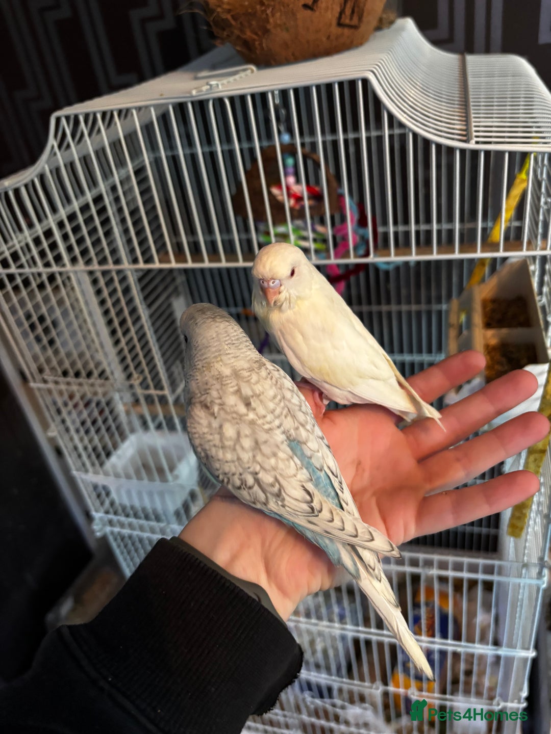 Budgerigars birds for sale: Hand tame budgies  - Advert 1