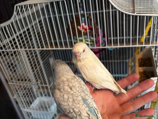 Budgerigars birds Hand tame budgies - Advert 4