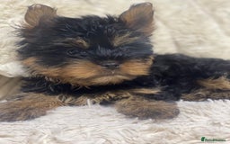 Yorkshire Terrier dogs for sale: FLUFFY BOY🐶READY! in Sheffield - Image 5