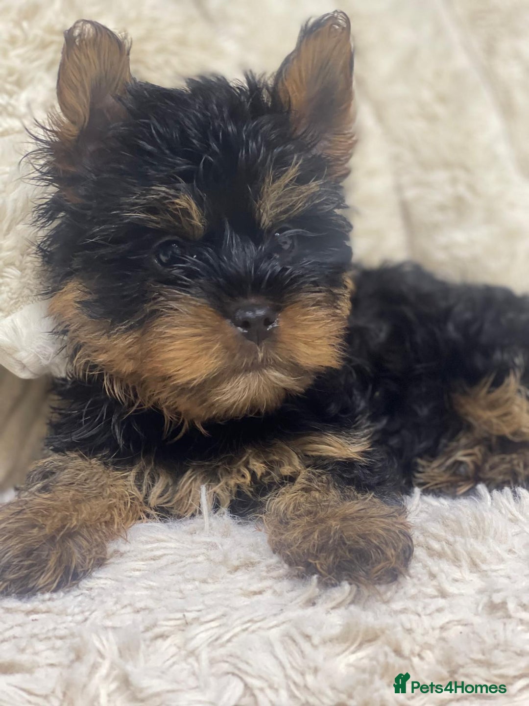 Yorkshire Terrier dogs for sale: FLUFFY BOY🐶READY! in Sheffield - Image 5