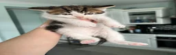 Norwegian Forest Cat cats for sale:     Four Adorable Kittens - Advert 6