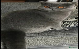 British Shorthair cats for sale: Beautiful Blue British Shorthair Kitten for sale in Oldham - Image 11