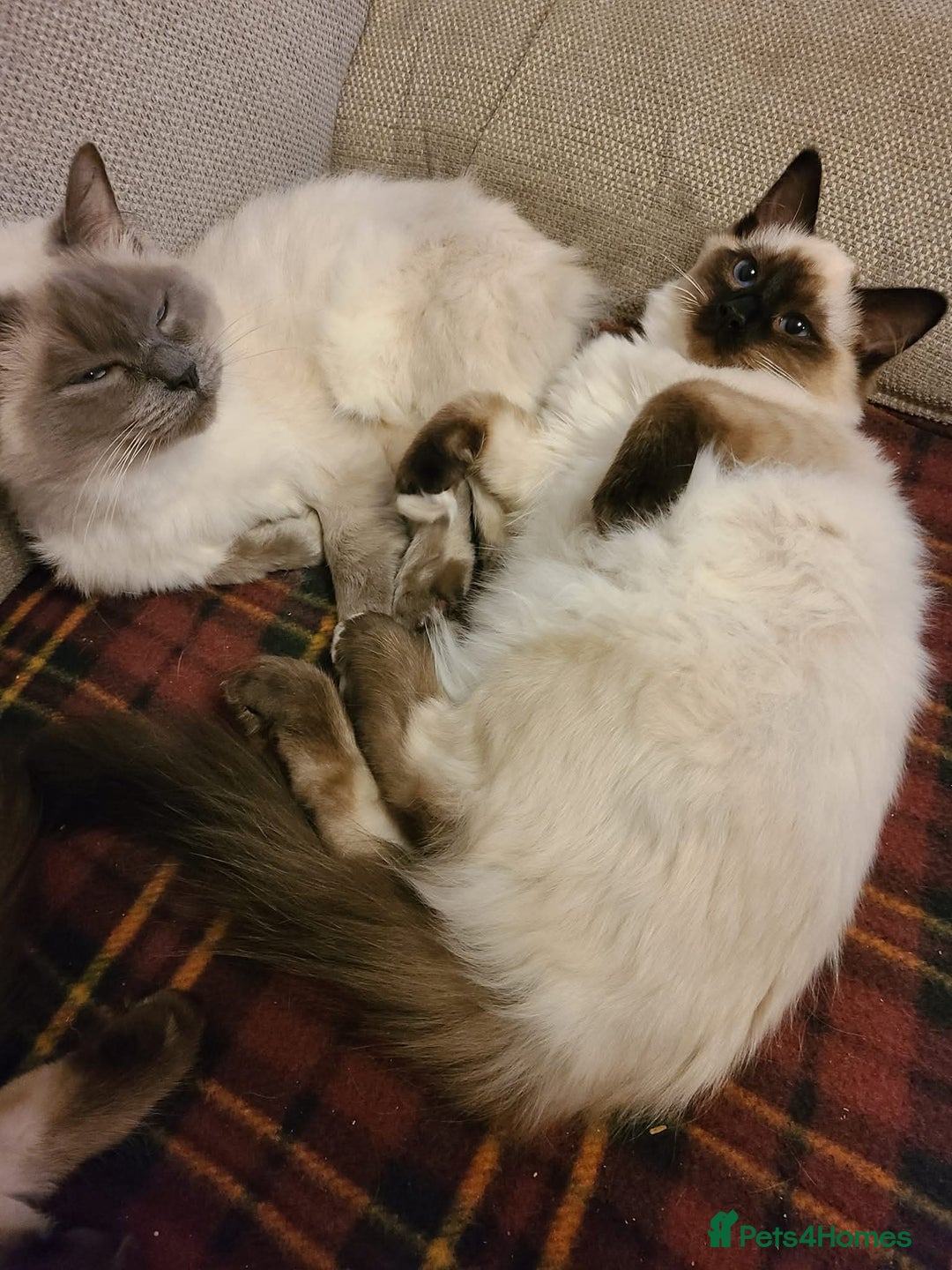 Ragdoll cats for sale: Neutered Adult Seal Point Ragdoll GCCF - Image 4