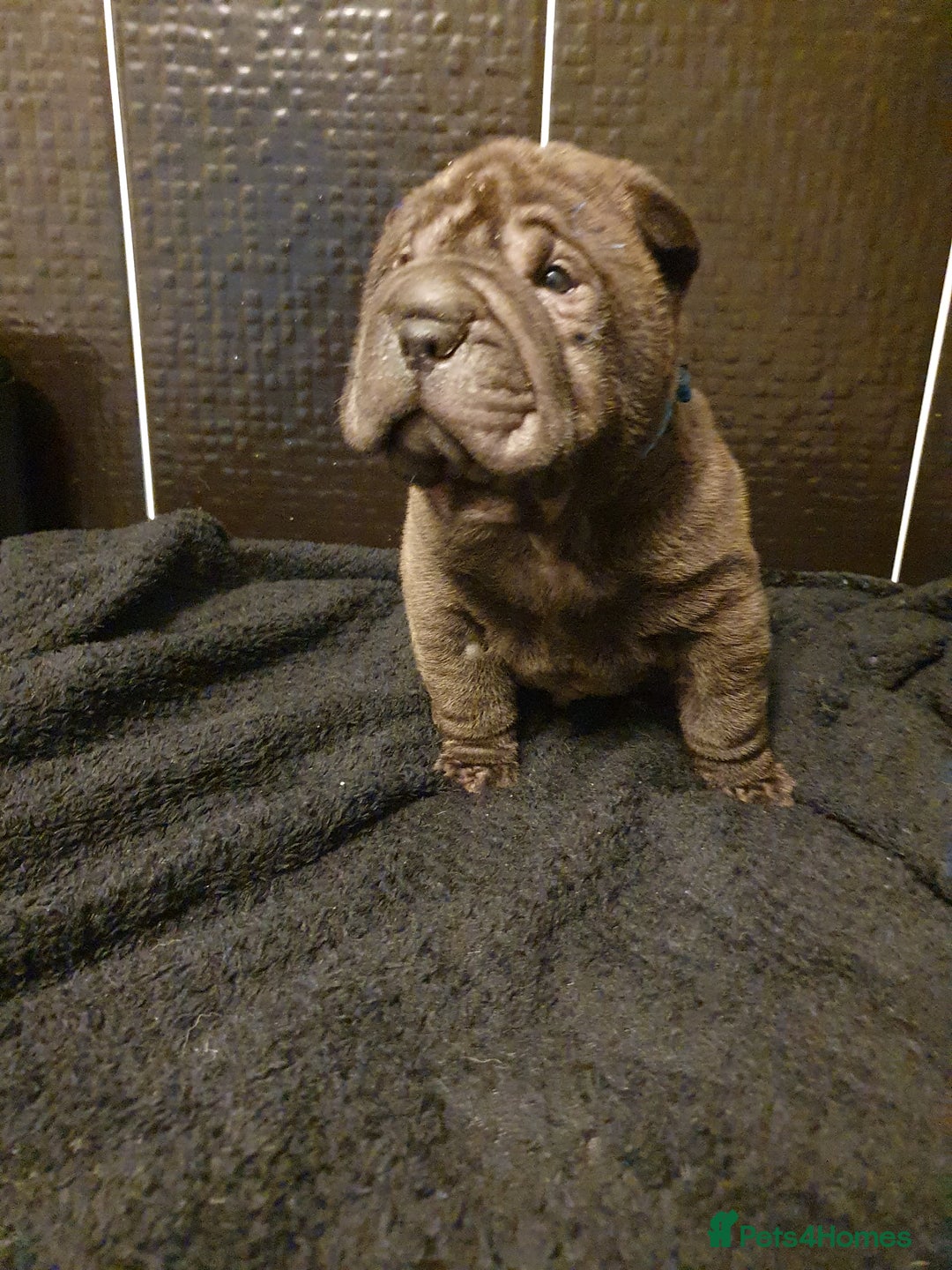 Shar Pei dogs for sale: Stunning KC Registered Shar Pei puppies - Advert 32
