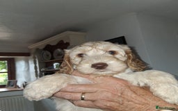 Cockapoo dogs for sale: Cockapoos for sale - Image 9