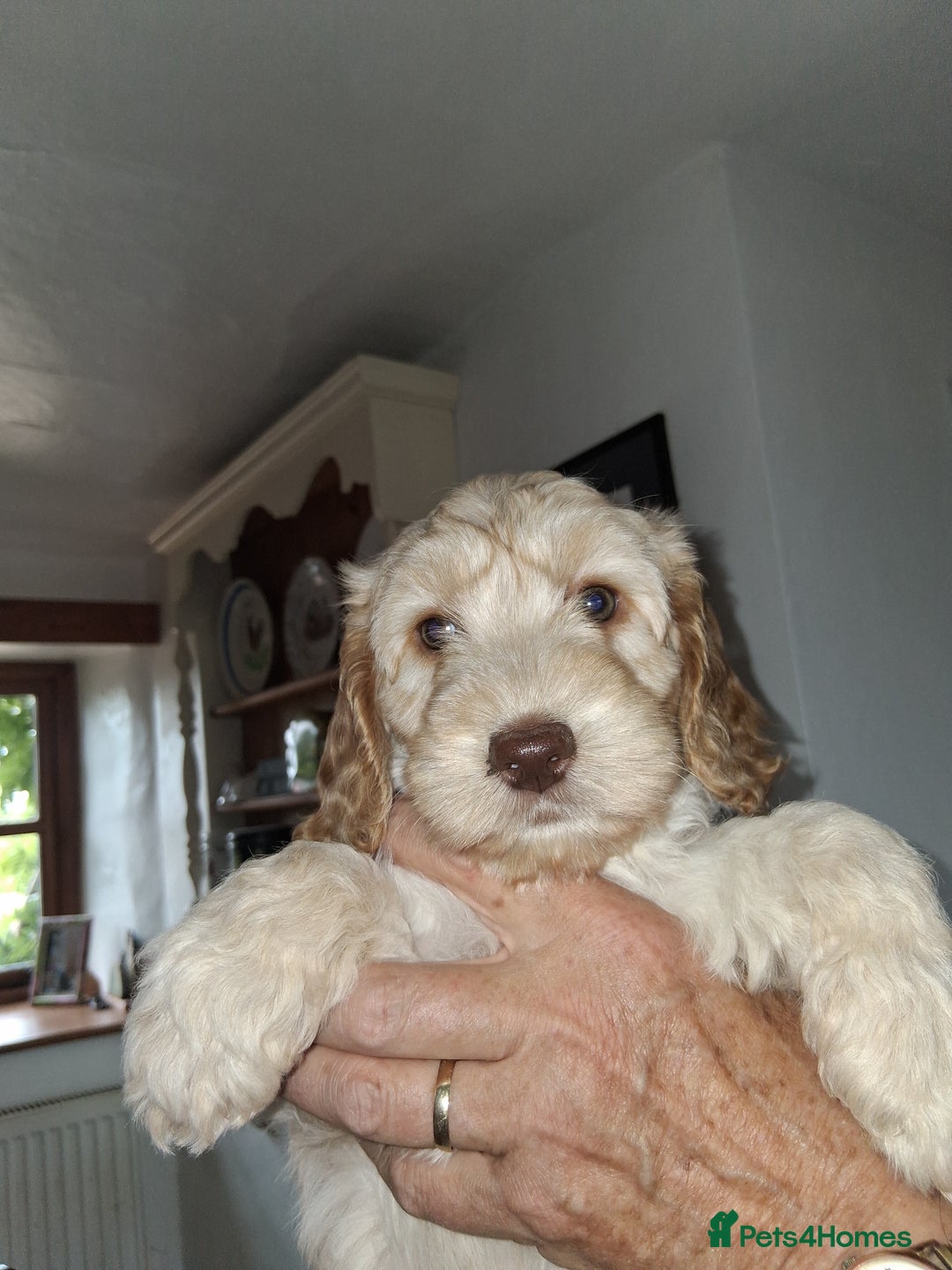 Cockapoo dogs for sale: Cockapoos for sale - Image 9