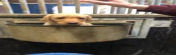 Labrador Retriever dogs for stud: “Yellow Valey”  in Cheltenham - Advert 17