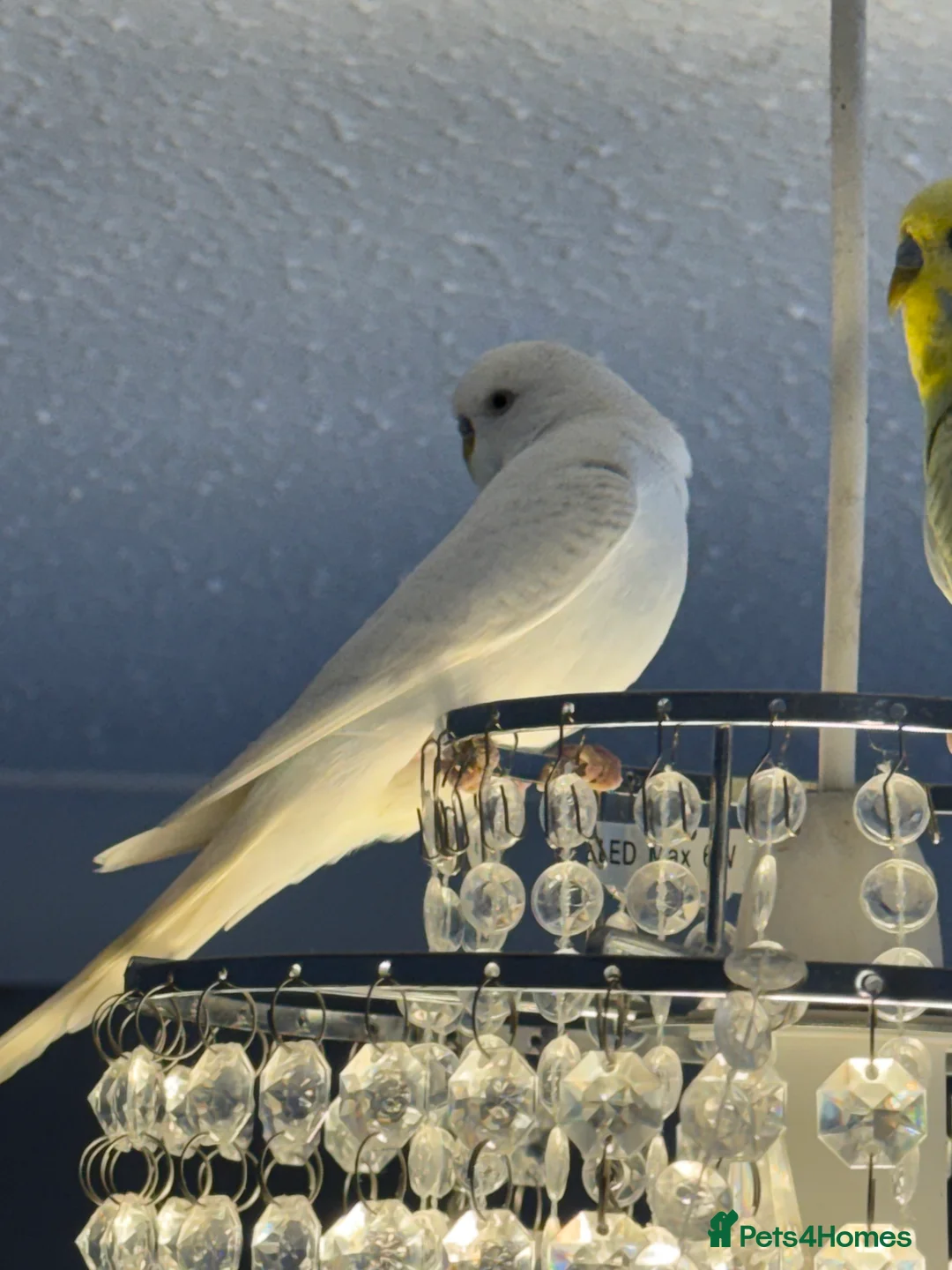 Budgerigars birds for sale: Mixed budgies - Advert 7