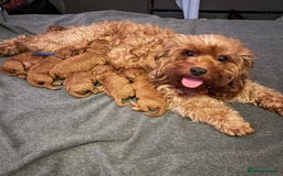 Cavapoo dogs for sale: Gorgeous Red Cavapoo Puppies - Image 14