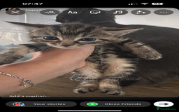 Mixed Breed cats for sale: Beautiful Kittens  - Image 1