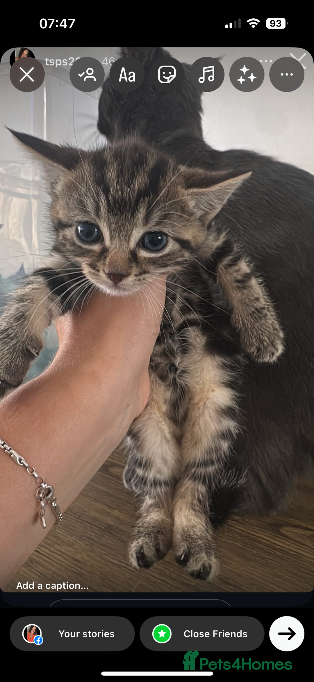 Mixed Breed cats for sale: Beautiful Kittens  - Image 1