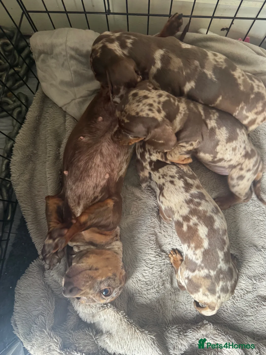Miniature Dachshund dogs for sale: Miniature daschund puppies   in Hull - Advert 2