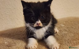 British Longhair cats for sale: British long hair kittens - Advert 11