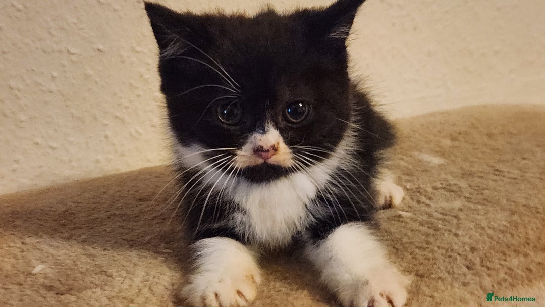 British Longhair cats for sale: British long hair kittens - Advert 11