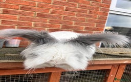 Angora rabbits for sale: Rabbits for adoption - Urgent - Image 22