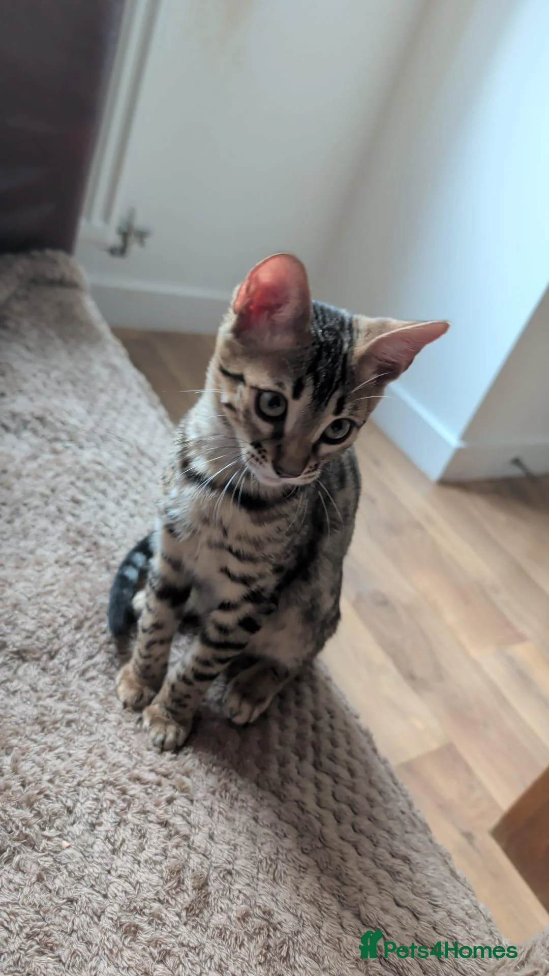 Bengal cats for sale: Pure Bengal female kitten - Advert 1