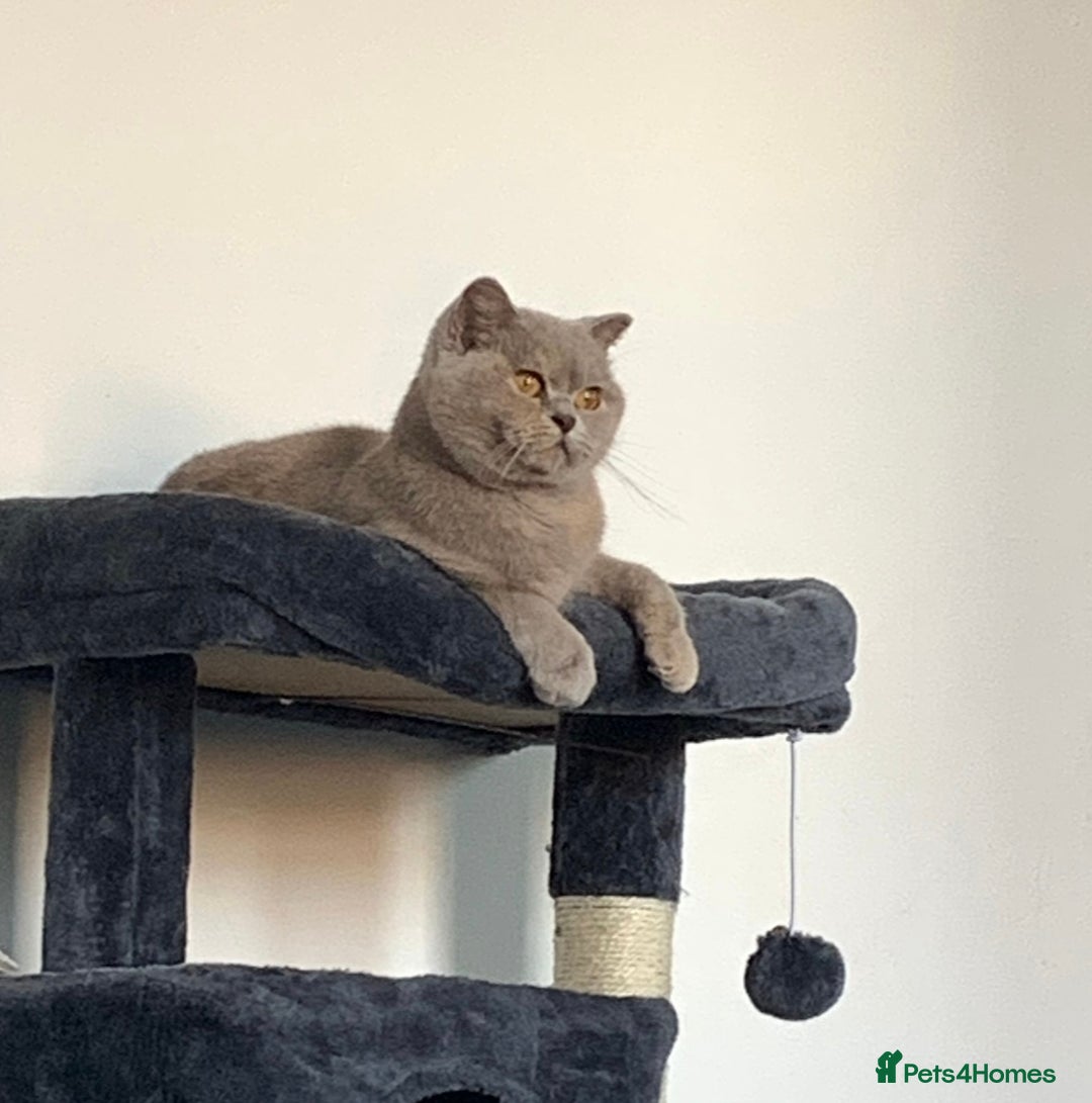 British Shorthair cats for sale: STUNNING TORTOISESHELL BRITISH SHORTHAIR  - Advert 4