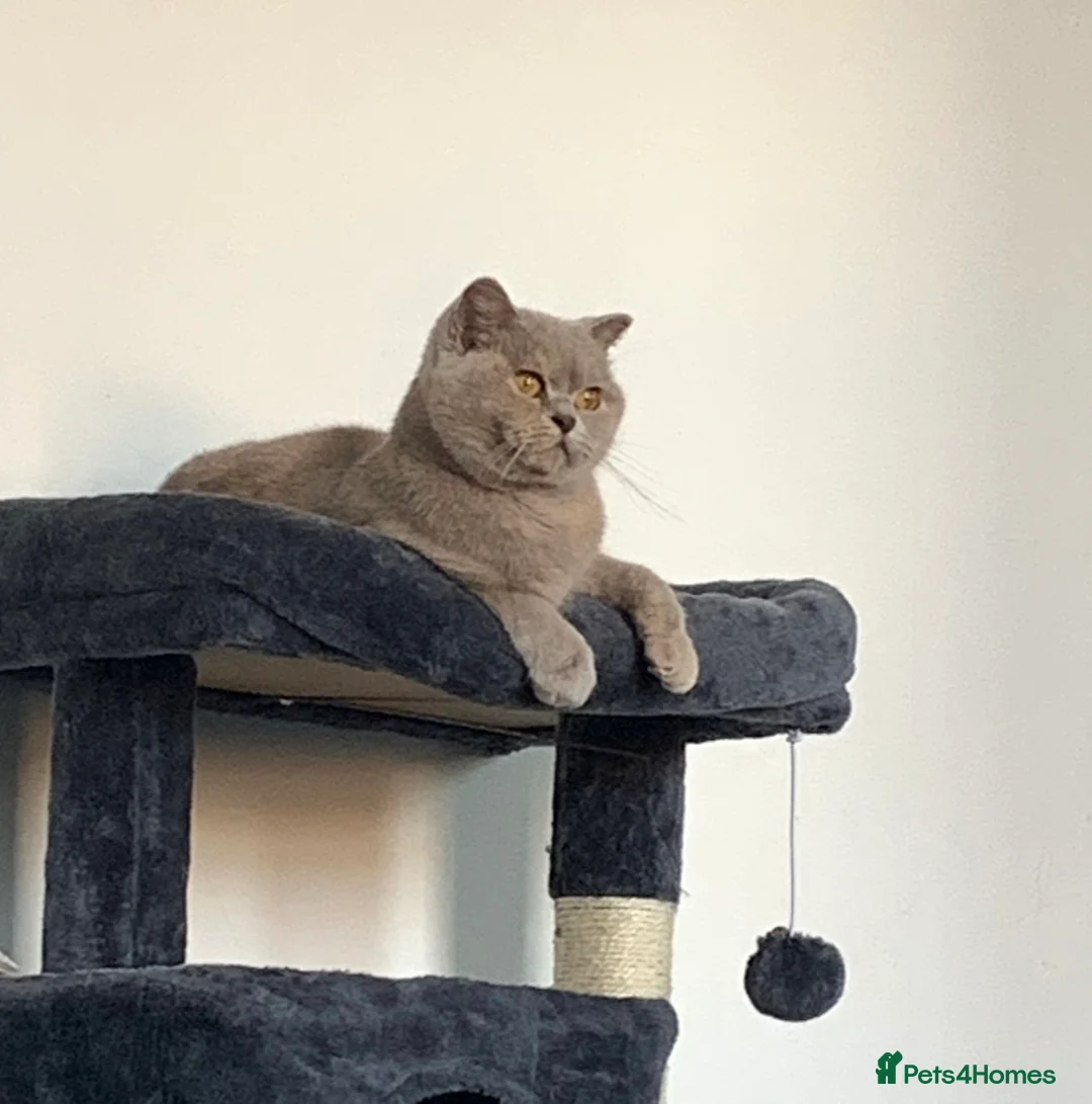 British Shorthair cats for sale: STUNNING TORTOISESHELL BRITISH SHORTHAIR  - Advert 5