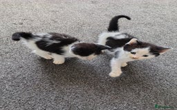Mixed Breed cats for sale: Beautiful kittens 😻 - Image 5