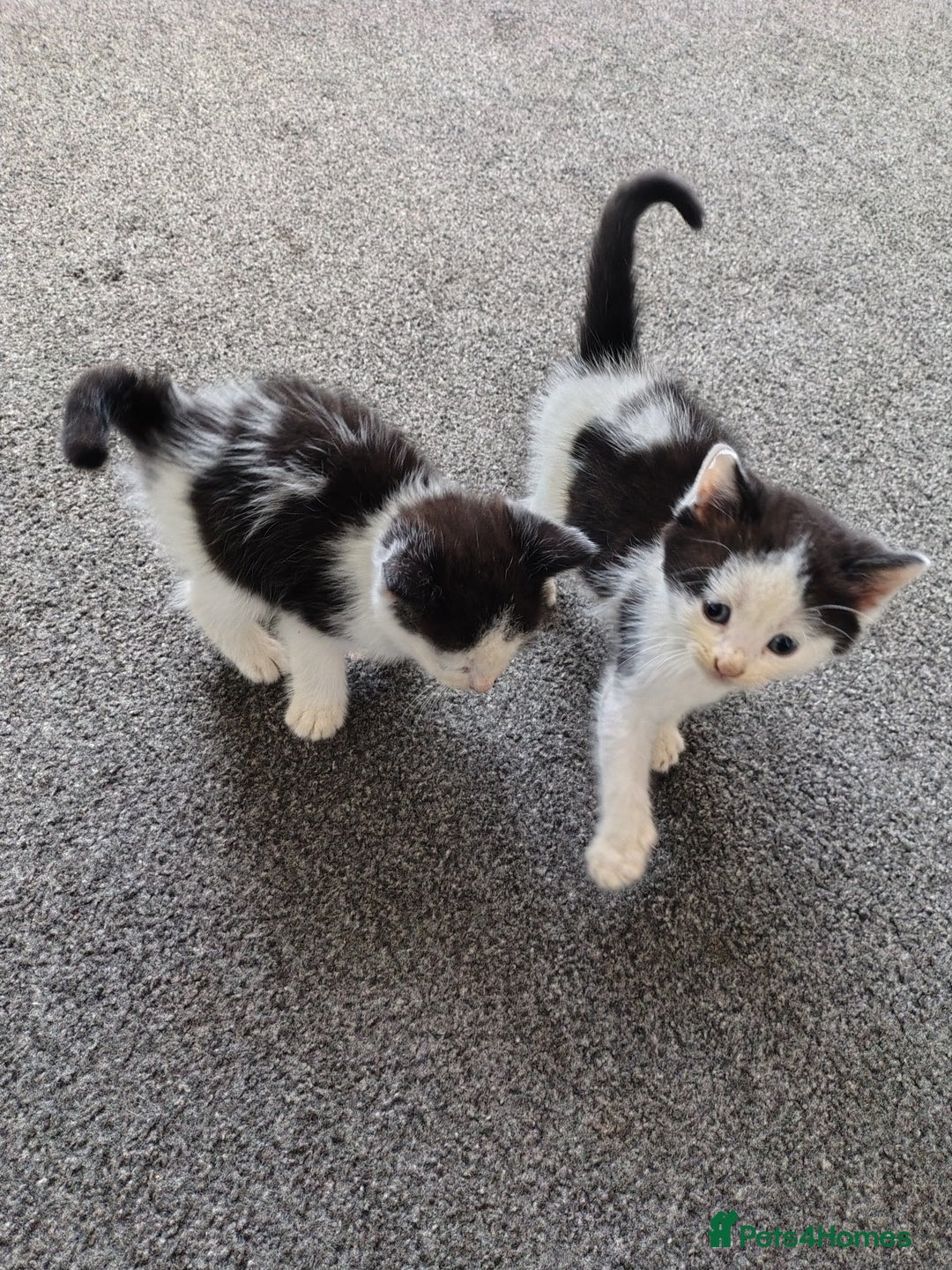Mixed Breed cats for sale: Beautiful kittens 😻 - Image 5