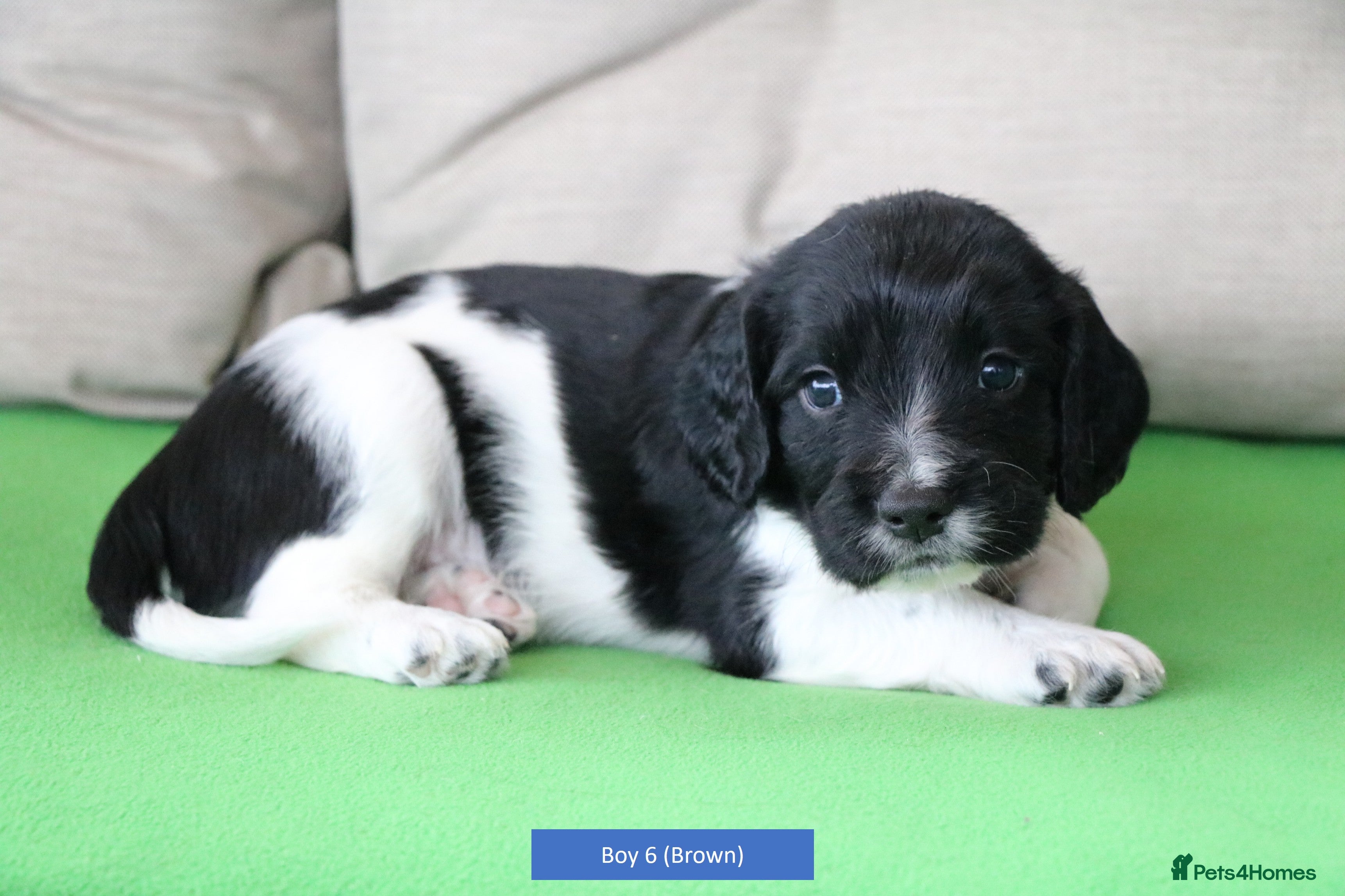 English Springer Spaniel dogs Health Tested English Springer Spaniel Puppies - Advert 1