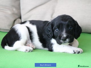 English Springer Spaniel dogs Health Tested English Springer Spaniel Puppies - Advert 16