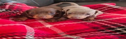 Miniature Dachshund dogs for sale: 1 beautiful kc puppy left ready 25/12/25 - Advert 8
