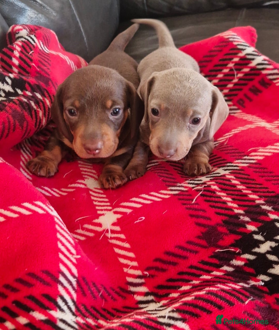 Miniature Dachshund dogs for sale: 1 beautiful kc puppy left ready 25/12/25 - Advert 8