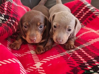 Miniature Dachshund dogs 2 beautiful puppies ready on 25/12/25 - Advert 1