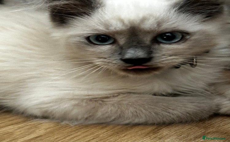 Birman cats - Advert 1