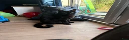 British Shorthair cats for sale: 2 Adult Cats / 1 kitten for sale - Advert 17