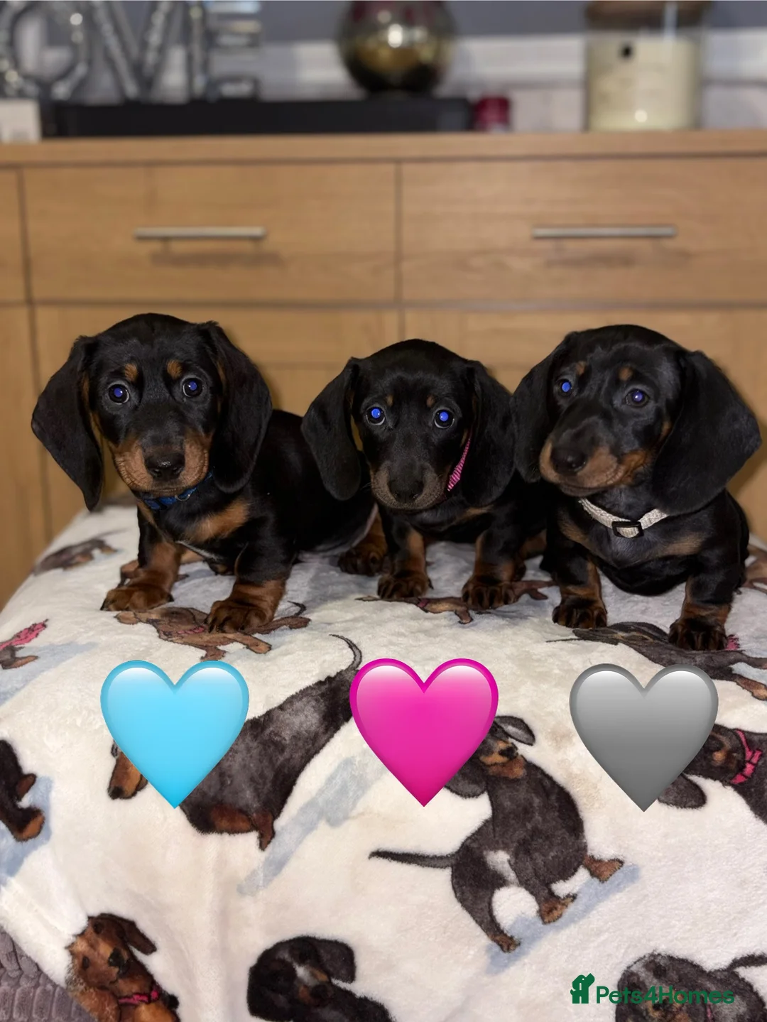 Miniature Dachshund dogs for sale: Stunning Black and Tan smooth fur dachshund pups - Advert 6