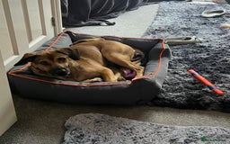 Mixed Breed dogs for adoption: Cute Dingo looking for LOVE - Image 11