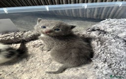 Mixed Breed cats for sale: 5 kittens will be looking for a forever home - Image 8